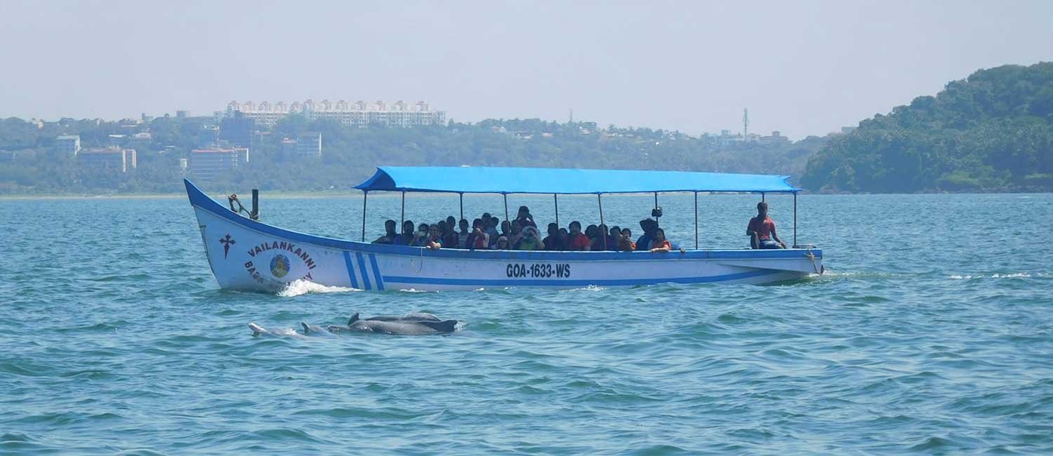 Dolphin Safari Trip Goa